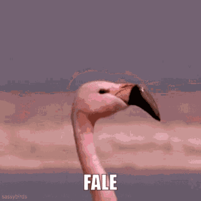 Fale Flamingo Flamingo GIF
