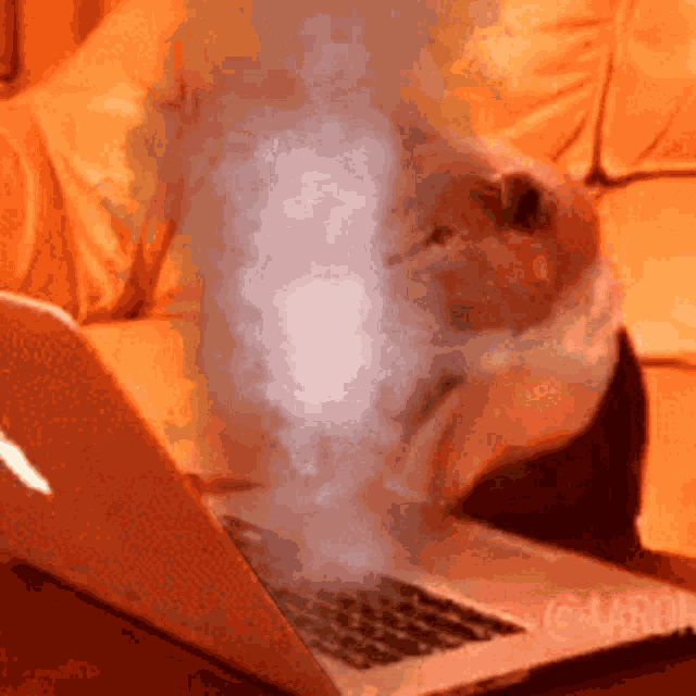 Fast Cat Typing GIF