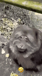 Fat Fat Monkey GIF