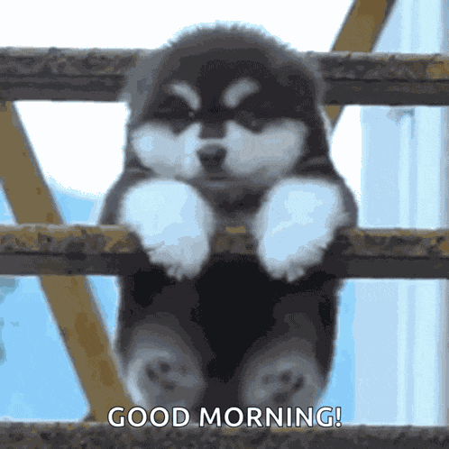 Fatdog Funnydog GIF