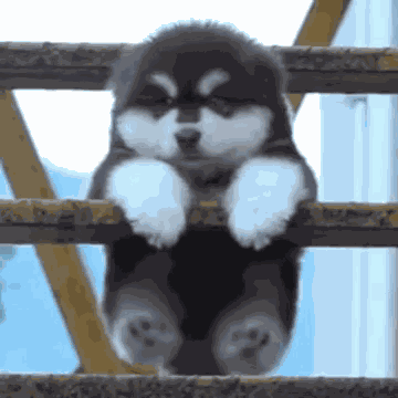 Fatdog Gif Funny GIF