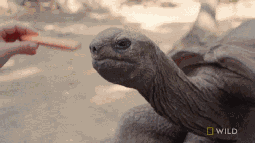 Feeding A Tortoise National Geographic GIF