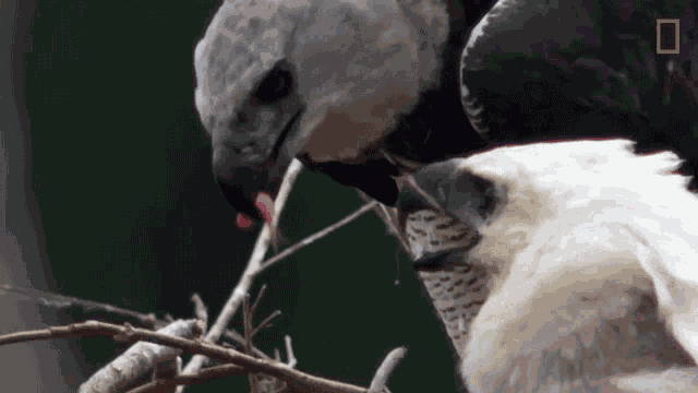 Feeding Baby Eagle Eagles Have To Eat Too GIF