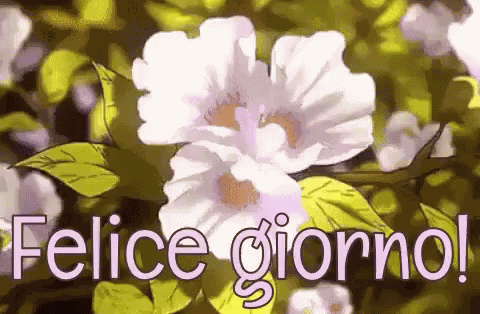 Felice Giorno Buongiorno Buon Giorno Buona Giornata A Tutti Svegliarsi Buondì GIF