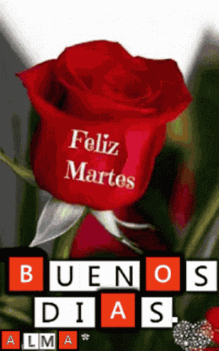 Feliz Martes Buenos Dias GIF