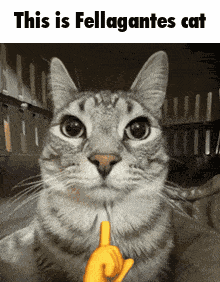 Fellagante Monster Hunter GIF