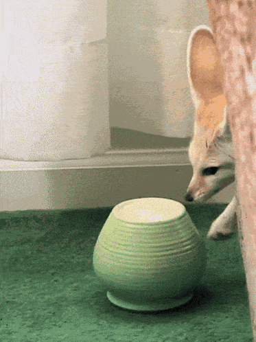 Fenc Fennec GIF