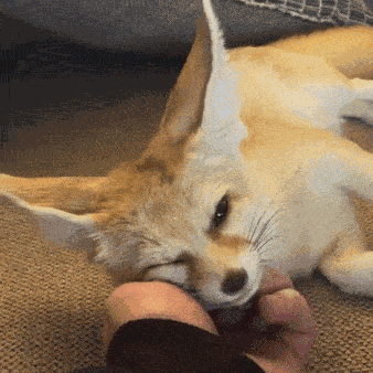 Fennec Fox Pet GIF