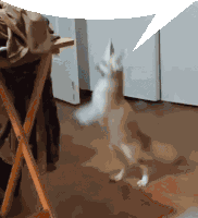 Fennec Speech Bubble Sticker