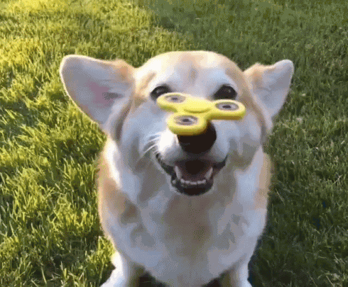 Fidget Spinner Dogs GIF