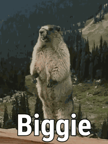 Figbaf F1gbaf GIF