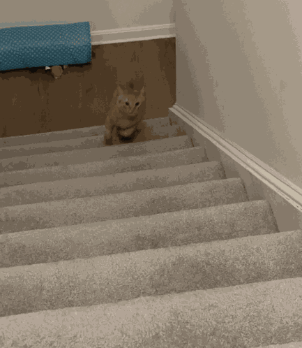 Figgy Stairs GIF
