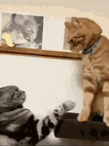 Fighting Cat Cat Meme GIF