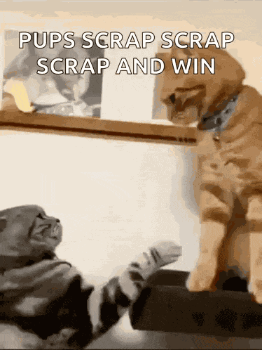 Fighting Cat Cat Meme GIF
