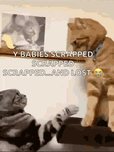 Fighting Cat Cat Meme GIF