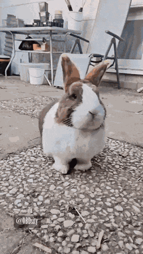 Fini Bunny GIF