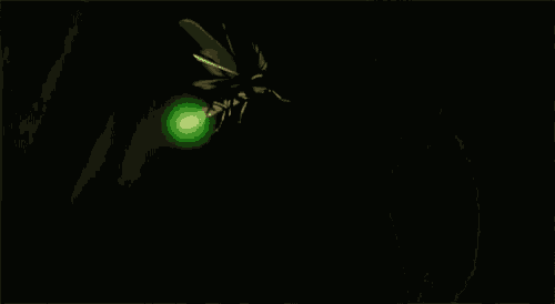 Firefly Insect GIF