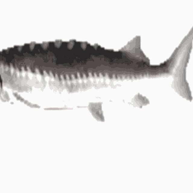Fish GIF