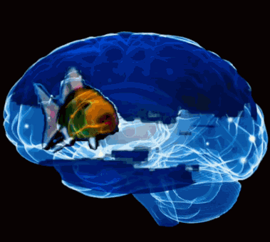 Fish Brain Rot GIF