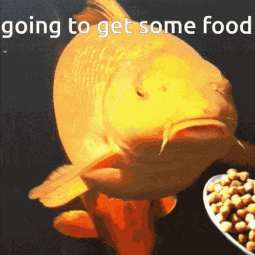 Fish Join Vc GIF