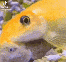 Fish Kiss GIF