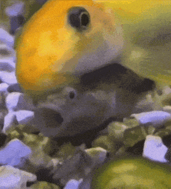 Fish On Fish Fish Sucking Fish GIF