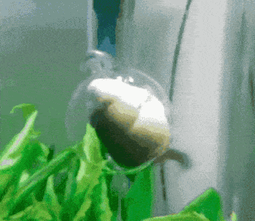 Fish Spinning Fish GIF