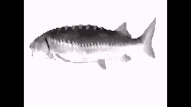 Fish Spinning GIF
