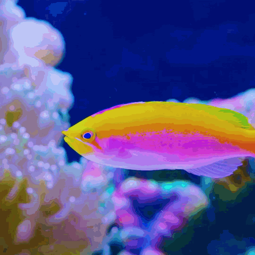 Fish Tropical GIF