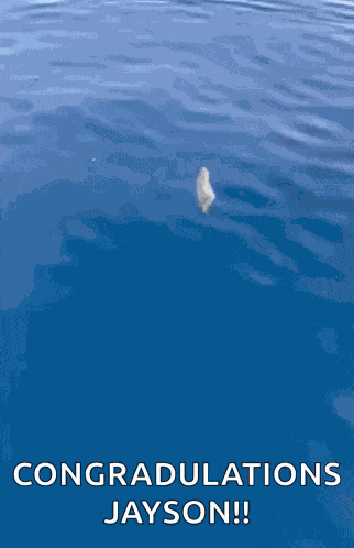 Fish Tuna GIF