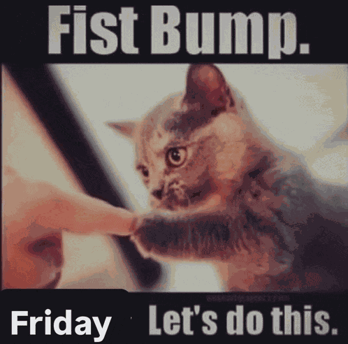 Fist Bump Cat Meme