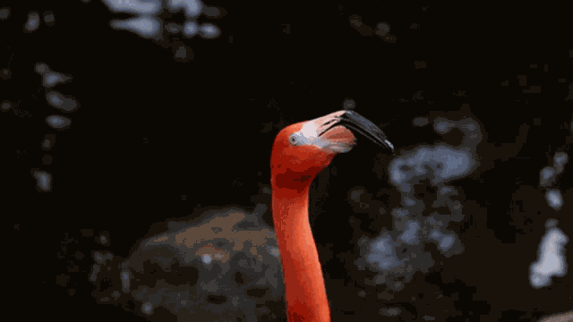 Flamingo Dance GIF