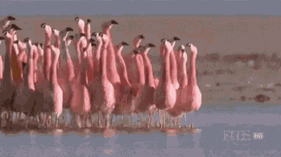 Flamingo Place GIF