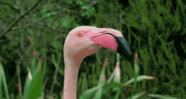 Flamingo Surprised GIF