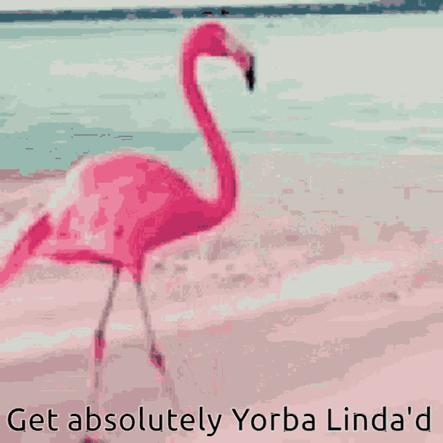 Flamingo Yorba Linda Yorba GIF