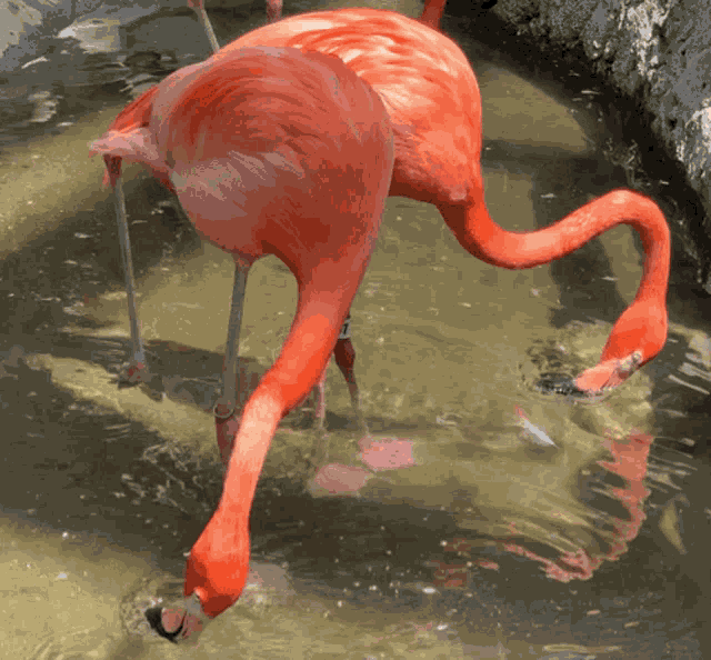 Flamingos Cooperation GIF