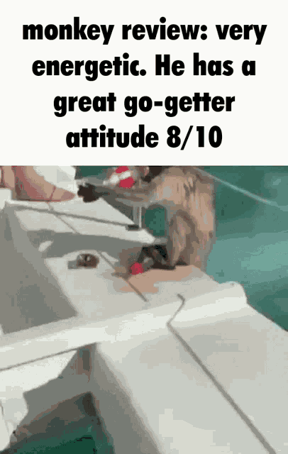 Flavortown Monkey Review GIF