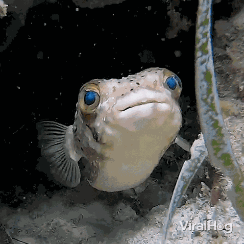 Floating Fish GIF