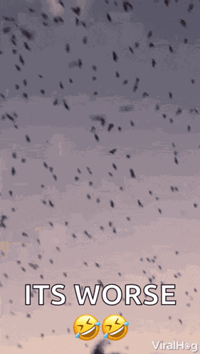 Flock Of Birds Migrating GIF