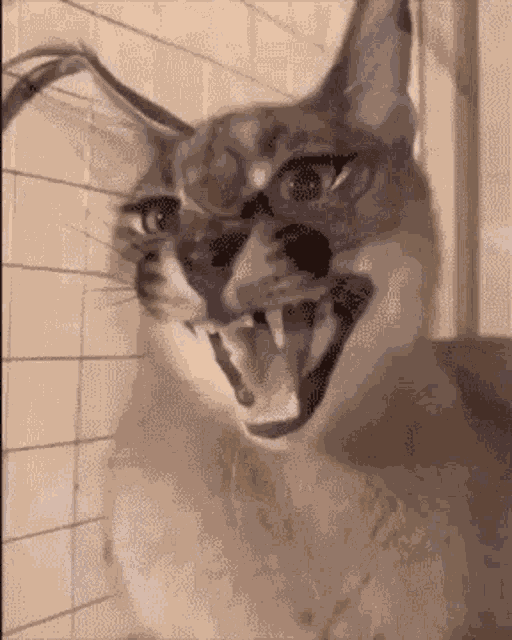 Floppa Flopper GIF GIF