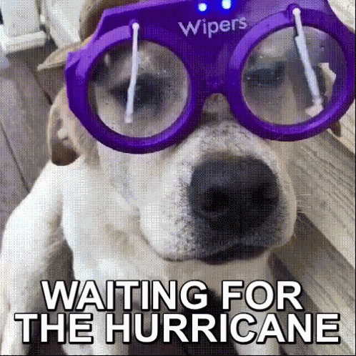 Florence Storm GIF