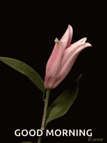 Flower Blooming GIF