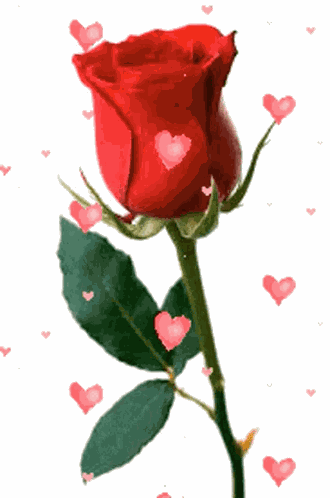 Flower Rose GIF