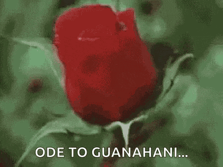 Flower Rose GIF