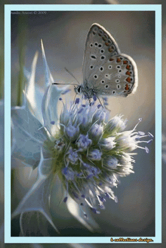Flowers Beautiful GIF