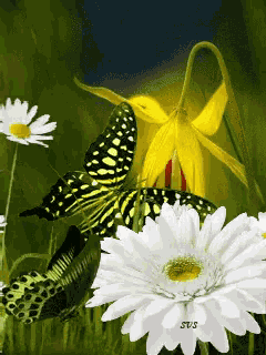 Flowers Butterflies GIF