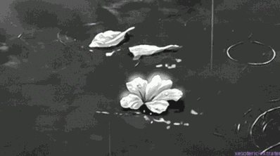 Flowers GIF