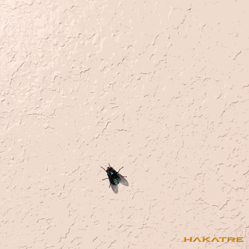 Fly Flick Finger Flick GIF
