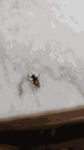 Fly Fly Struggling GIF