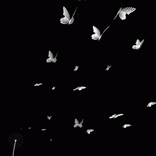 Flying Butterfly GIF